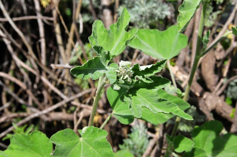 Lavatera olbia / Malvone perenne